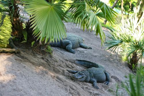 Aligatorius, Parkas, Florida, Ropliai, Gamta, Zoologijos Sodas, Palmė