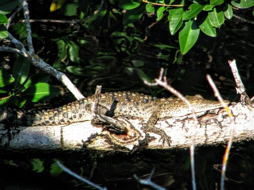 Aligatorius, Florida, Amžegados, Nacionalinis Parkas, Krokodilas, Vasara, Atostogos