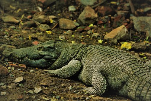 Alligator Mississippiensis, Aligatorius, Ropliai, Zoologijos Sodas, Reptilia, Gyvūnas, Laukiniai, Baugus, Mėsėdis