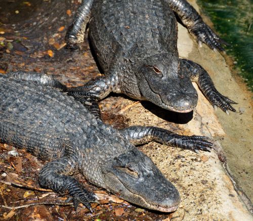 Aligatoriai,  Ropliai,  Laukinė Gamta,  Pavojingas,  Pelkė,  Pelkės,  Gyvūnai & Nbsp,  Rezervas,  Florida,  Aligatoriai