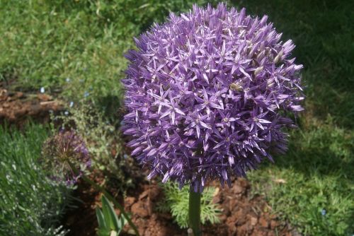 Allium, Globemaster, Anksti, Violetinė, Gėlė, Gamta