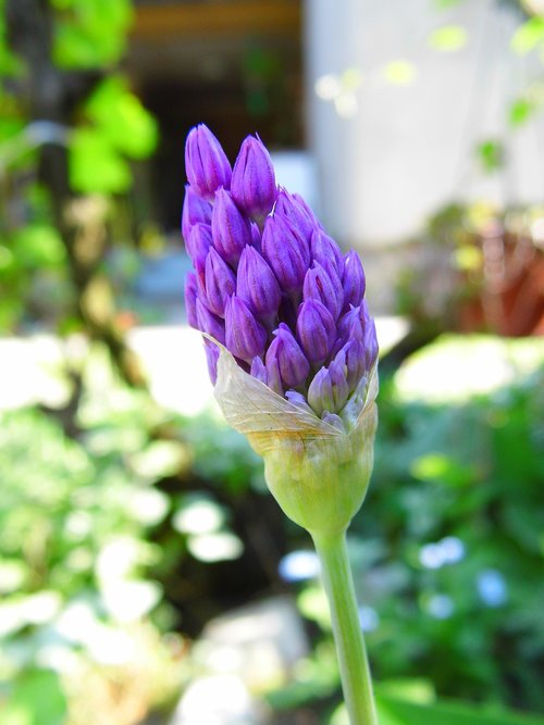 Allium,  Svogūnai,  Česnakai Gėlė