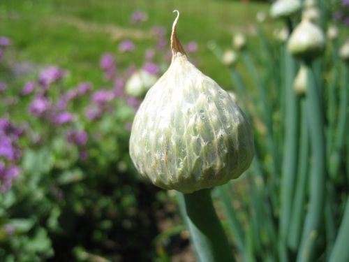 Allium Fistulosum, Stiebai, Sodas, Vasara, Gėlės, Spalvos