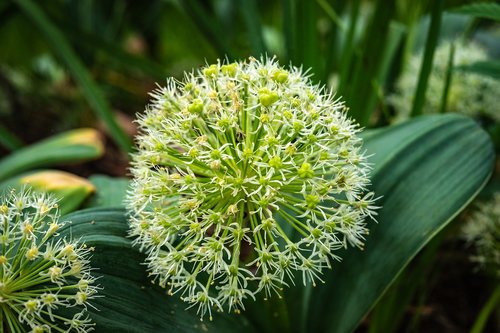 Allium Karataviense,  Gėlė,  Pavasaris,  Sodas