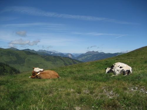 Alm, Karvės, Karvė, Alpių, Kalnai, Alpių Pieva, Kalnų Pievos