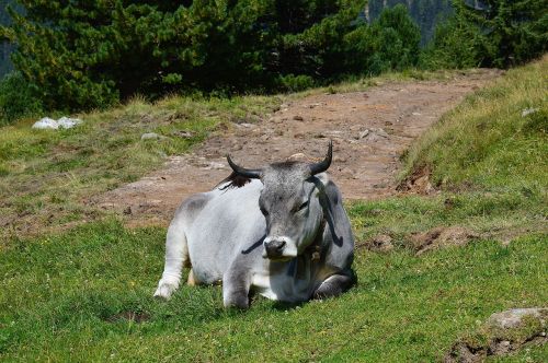Alm, Karvė, Atsipalaiduoti, Tyrol, Austria