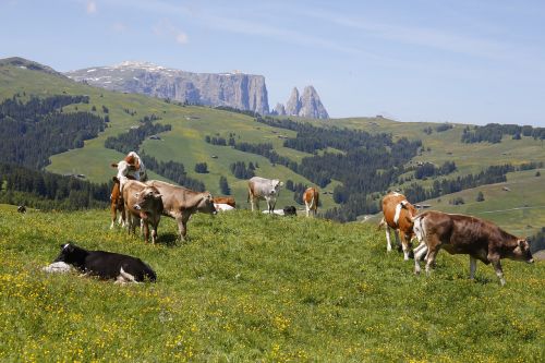 Alm, Karvė, Pieva, Alpių Pieva, Atrajotojas, Ganyti, South Tyrol, Kalnų Pievos, Pieninės Karvės, Gamta, Kalnai