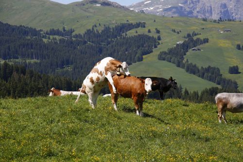 Alm, Karvė, Pieva, Alpių Pieva, Atrajotojas, Ganyti, South Tyrol, Kalnų Pievos, Pieninės Karvės, Gamta, Kalnai, Poravimas