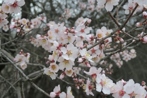 Migdolai,  Pavasaris,  Gėlė,  Medis,  Be Honoraro Mokesčio