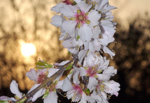 Migdolai, Žydintis Medis, Pavasaris