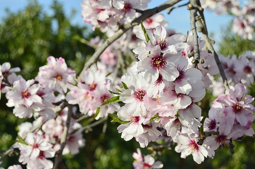 Migdolų Gėlės,  Flowery Branch,  Žydėjimo Migdolų Medžių,  Žydėjimo,  Pavasaris,  Gėlės