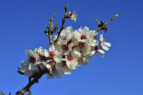 Migdolų Gėlės,  Flowery Branch,  Žydėjimo Migdolų Medžių,  Žydėjimo,  Pavasaris,  Migdolų Medis