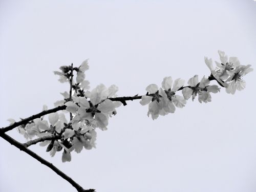Migdolų Medis, Migdolų Gėlė, Gamta, Pavasaris