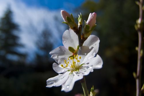 Migdolų Medis, Gėlė, Pavasaris