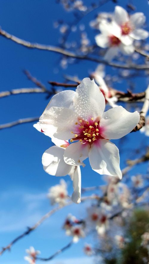 Žiedo Migdolų Medis, Vasario Mėn. Maljoroje, Baltos Gėlės