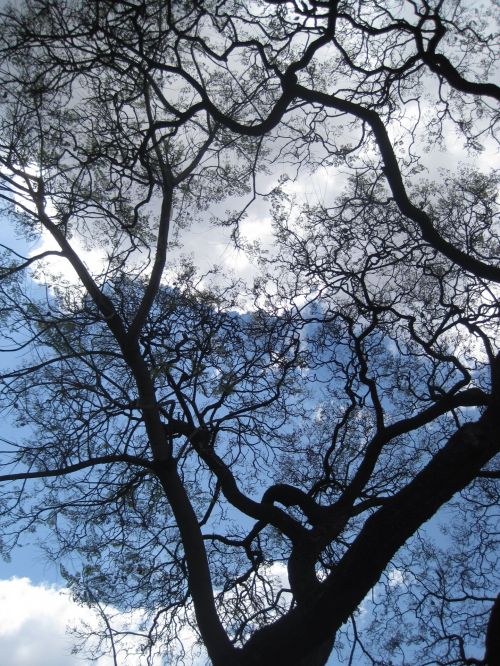 Medis,  Jacaranda,  Plikas,  Šakelės,  Filialai,  Dangus,  Beveik Plikasis Jacarandos Medis
