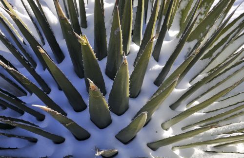 Aloe, Sniegas, Augalas, Žiema, Šaltas, Gamta, Žalias, Balta