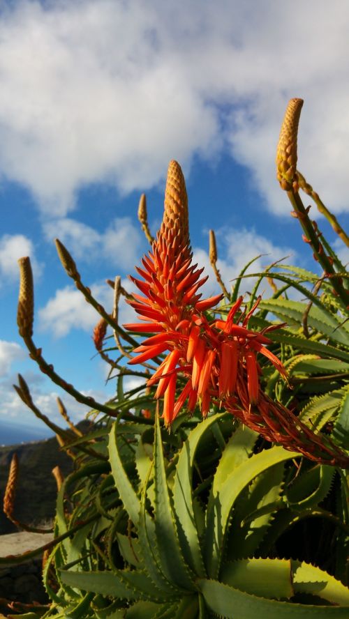 Aloe, Gėlė, Madeira, Agavengewächs, Raudona Gėlė