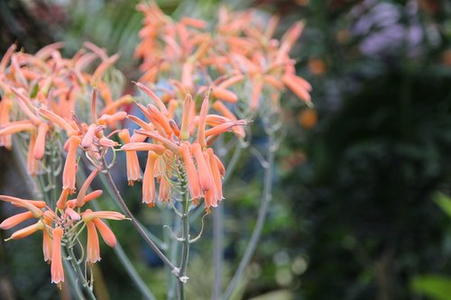 Aloe,  Alijošius Striata,  Alijošius Dryžuotas,  Pobūdį,  Augalų,  Gėlė,  Lapas,  Sodas,  Žydėjimas