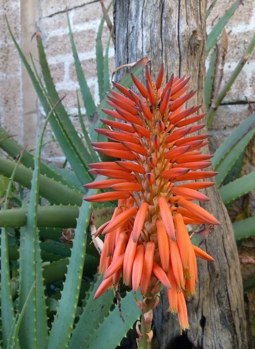 Aloe, Gėlė, Afrika, Gamta, Augalas, Sultingas, Raudona, Oranžinė, Sodininkystė, Spiglys, Kaktusai, Kaktusas, Flora