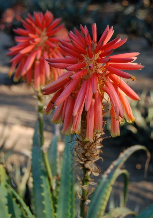 Aloe, Gėlė, Gamta, Pietų Afrika, Flora, Raudona