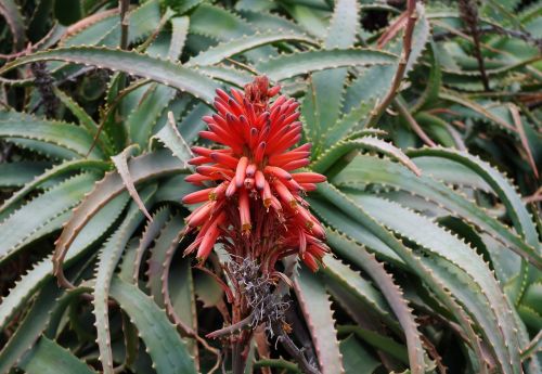 Aloe Arborescens, Krantz Aloe, Candelabra Aloe, Žiedynas, Žiedas, Augalas, Flora, Botanika