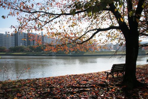 Vienas, Vienatvė, Vaizdas, Ežeras, Psichinė Sveikata, Sėdynė, Parkas, Hiroshima