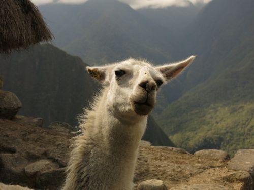 Alpaka, Lama, Kupranugaris, Maču Pikču, Juokinga, Wink, Peru