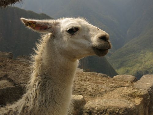 Alpaka, Lama, Kupranugaris, Maču Pikču, Peru