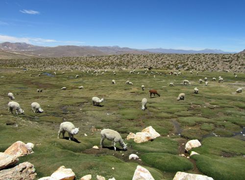 Alpaka, Camelids, Andes, Highlands, Peru, Vilnos
