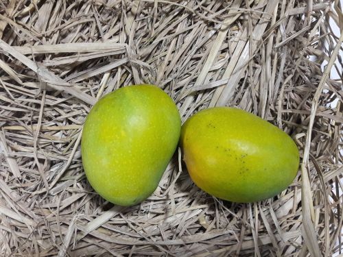 Alfonso, Alfonso, Mangai, Mango, Mangas, Ekologiškas