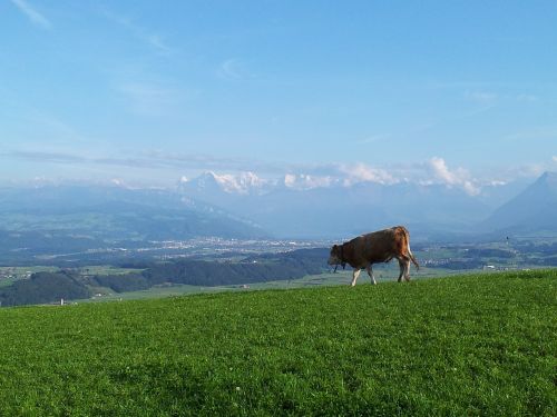 Alpių, Šveicarija, Gamta, Karvė, Kraštovaizdis, Kalnai, Panorama, Ganykla