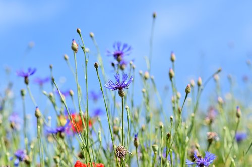 Alpių Rugiagėlių,  Centaurea Montana,  Gėlė,  Žiedas,  Žydi,  Floros,  Laukinių Augalų,  Augalų,  Gėlių Sodas,  Laukinių Gėlių,  Žiedlapis,  Meadow,  Pobūdį,  Laukas,  Spalvingas