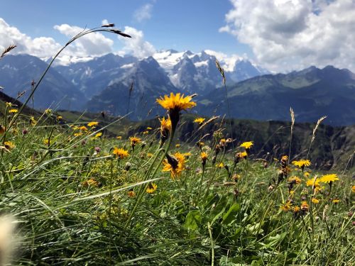 Alpių Flora, Kalnai, Alpių Gėlė, Alpių