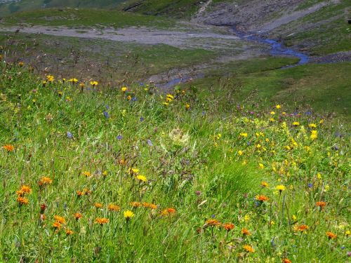 Alpių Flora, Vasaros Pieva, Alpių, Alpių Gėlės