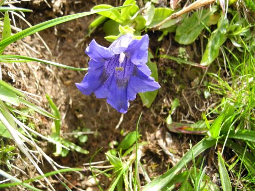 Alpių Gėlė, Mėlynas Gentianas, Kalnų Gėlė