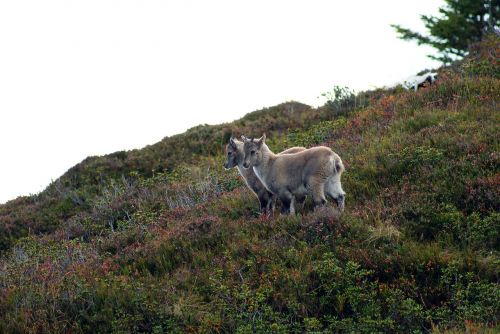 Alpine Ibex, Ibex, Jauni Gyvūnai, Swiss Alps