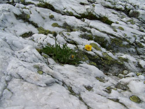 Alpių Balta Uola, Kerpės, Alpių Gėlės
