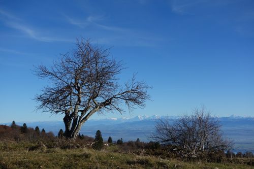 Alpės, Jura, Medis, Kalnas, Kraštovaizdis, Kritimas, Gamta