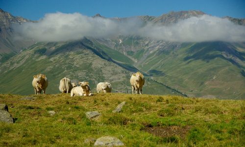 Alpės, Valloire, Bandas, Karvės, Ganykla