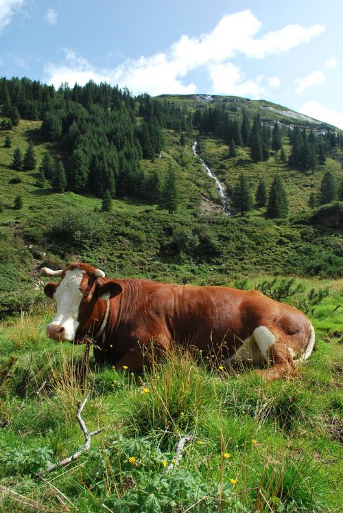 Alpės, Kalnai, Austria, Kraštovaizdis, Karvė