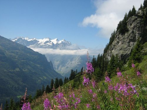 Alpės, Šveicarija, Kalnai, Fireweed, Sniegas, Akmenys, Gamta, Kalnas, Panorama