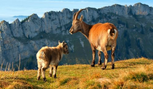 Alpių Akmens Geisas, Kalnu Ozka, Ožka, Alpių, Kalnai, Gyvūnai, Jaunas Gyvūnas, Swiss Alps, Šveicarija