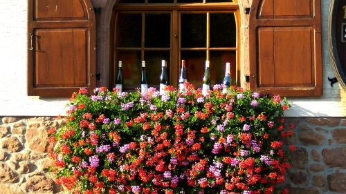 Alsace, Vynas, Buteliai, Gėlės