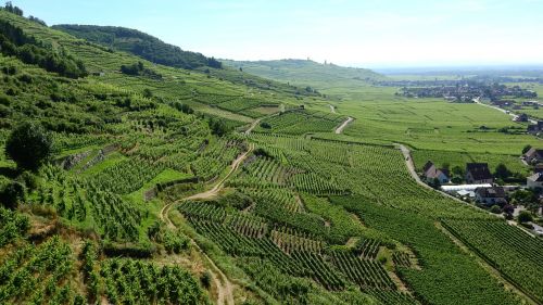 Alsace, France, Vynuogynas, Vynuogių, Vynuogininkystė