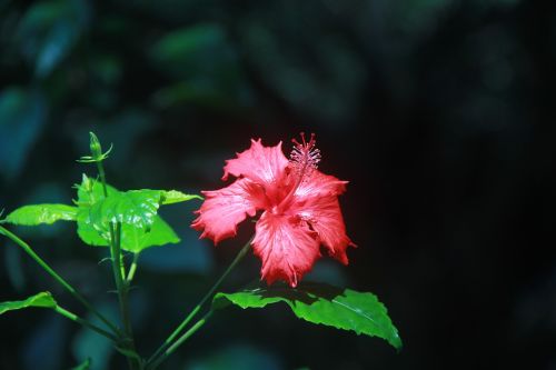 Althea, Raudona, Vasara, Augalas, Gordas