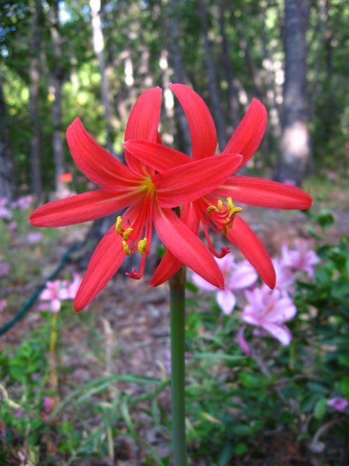 Raudona Añañuca, Rhodophiala Phycelloides, Kalnų Gėlė, Vietinis Chileanas