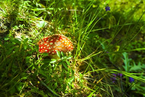 Amanita,  Pobūdį,  Žalias,  Grybai