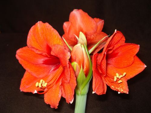 Amaryllis, Raudona Gėlė, Raudona, Gėlė