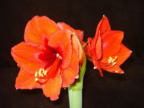 Amaryllis, Raudona Gėlė, Gėlė